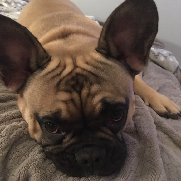 Meet your Posher, Amelia - Picture 1 of 1